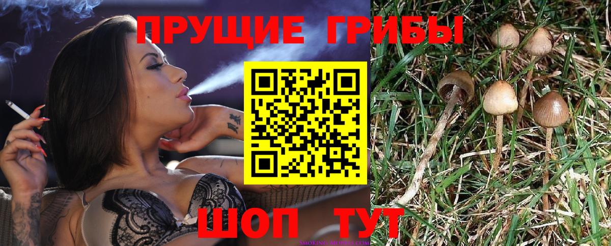 Галлюциногенные грибы Psilocybe Карталы